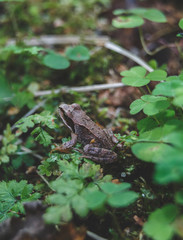 Wood frog in forest. Close-up tree frog