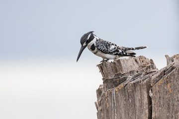 Pied kingfisher on branch Masai Mara ,Kenya.