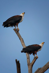 Two African fish eagle on the tree at Lake Navasha,Kenya.