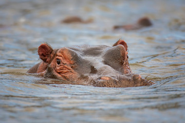 Fototapeta premium Hippopotamus in lake Naivasha ,Kenya.