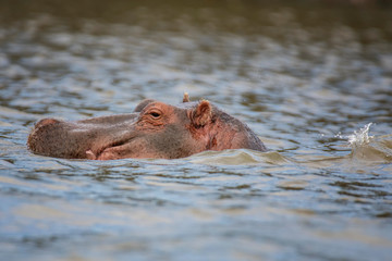 Hippopotamus in lake Naivasha ,Kenya.