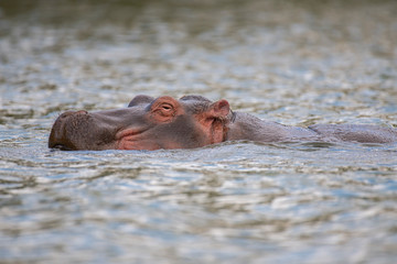 Fototapeta premium Hippopotamus in lake Naivasha ,Kenya.
