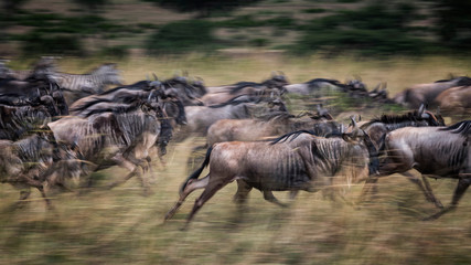 Wildebeests running in grassland Masai Mara National Reserve ,Kenya.Blur focus effect.