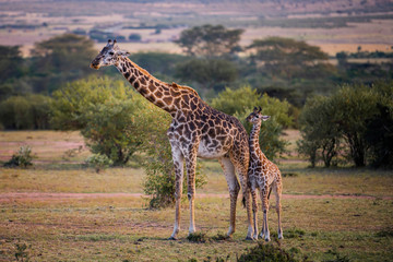 Cute baby Giraffe with mother Masai Mara ,Kenya.
