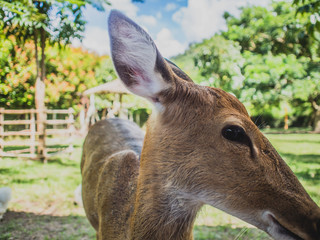 Deer in the zoo Waiting for food. Poor eyes.