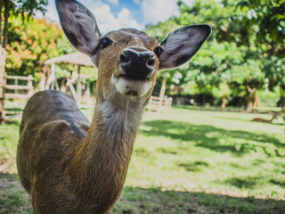 Deer in the zoo Waiting for food. Poor eyes.