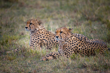 Two Cheetah brothers in Masai Mara ,Kenya.