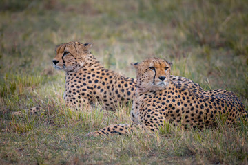 Two Cheetah brothers in Masai Mara ,Kenya.
