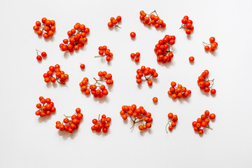 red rowan berries in clusters scattered over a white background, autumn flat lay, minimalism.