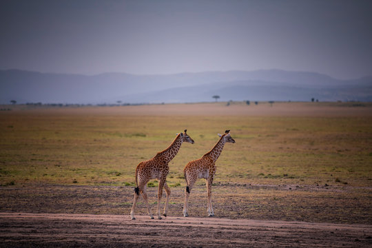 Two Young Giraffe and savannah view in Masai Mara ,Kenya.