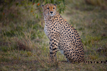 Obraz premium Cheetah in Masai Mara ,Kenya.
