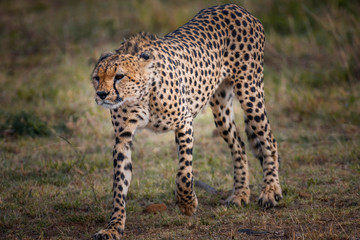 Fototapeta na wymiar Cheetah in Masai Mara ,Kenya.