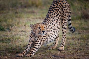 Cheetah in Masai Mara ,Kenya.