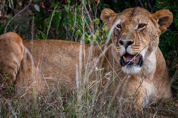 Portrait of Lioness tired after hunting in Masai mara ,Kenya.