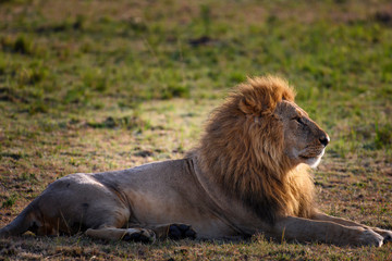 Fototapeta na wymiar Portrait of Big Lion in Masai mara ,Kenya.
