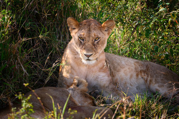Portrait of Lioness tired after hunting in Masai mara ,Kenya.