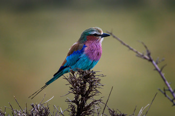 Fototapeta premium Lilac-breasted Roller on branch in Masai Mara ,Kenya.