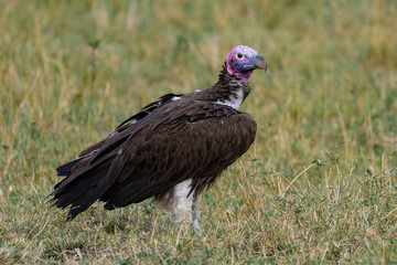 Lapped Faced Vulture in Masai Mara ,Kenya.