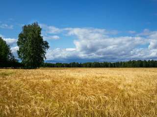 Field sown with Golden wheat. Trees and blue sky