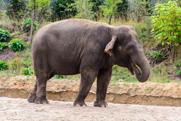 elephant in zoo