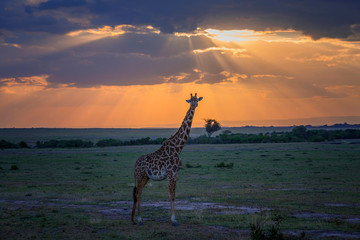 Masai Giraffe walking at sunset in Masai Mara ,Kenya.