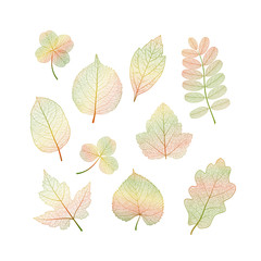 Set colored autumn leaves on white.