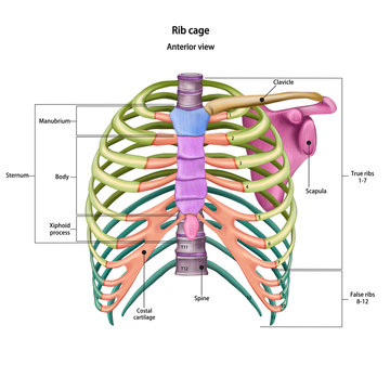 Rib cage: Fascinating facts about body parts