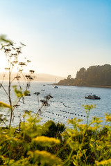Sunset time on the Bayshore, Flower season, sunset view, San Francisco Bay Area, Marin County