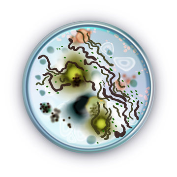 E. Coli Bacteria In A Petri Dish. Vector Illustration Isolated On White Background.