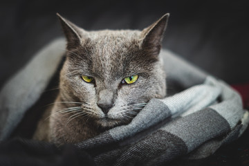 un chat gris aux yeux verts entouré d'une écharpe grise 