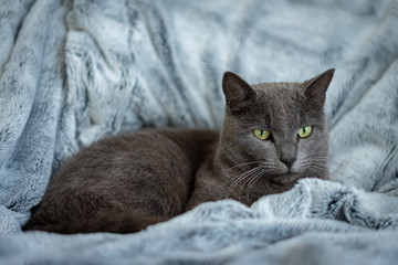 un chat gris sur une couverture grise aux reflets bleus