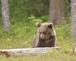 Obraz premium Young Brown bear (Ursus arctos) is looking for something from the fallen tree trunk