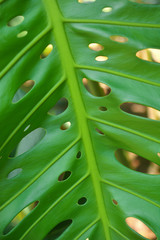 Monstera leaf in the garden.