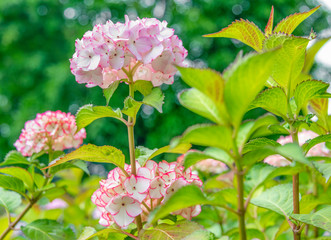 Close-up of colorful hydrangeas in the garden
