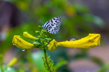 Butterfly vs Flower after the Rain