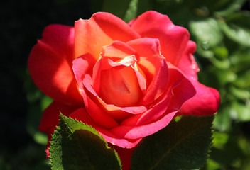 Beautiful red yellow rose in the garden in sunny day. Midsummer