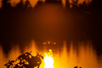 Naklejka na ściany i meble Golden sunset sun reflected in the water and clear small midges flying against a blurry dark forest. Enthusiastic and calm mood