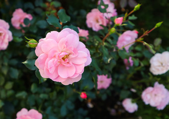 Beautiful pink roses Bonica in the garden