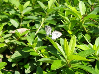 Obraz premium 蝶の交尾