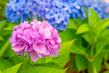 Fototapeta premium Close-up of colorful hydrangeas in the garden