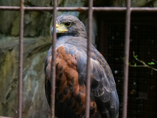 bird of prey