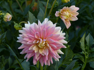 Fototapeta premium pink dahlia flower in the botanical garden