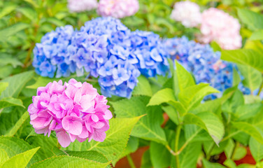 Close-up of colorful hydrangeas in the garden