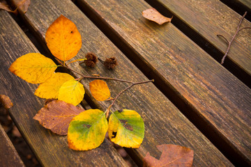 Dead leaves on the bench. Fall and autumn background. Foliage in Monti Simbruini national park,...