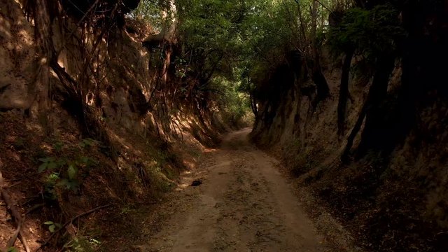 Beautiful ambiant light path in natue part 2