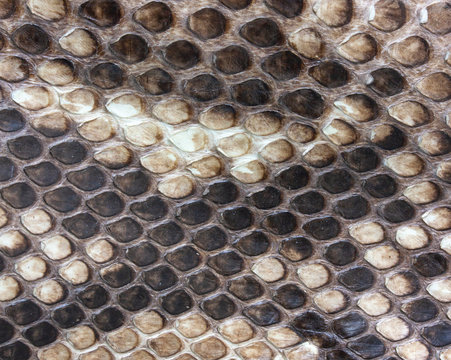 the background of the beautiful natural tanned leather reticulated Python