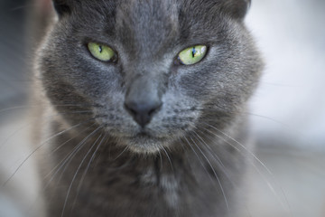 The portrait of russian blue cat with green eyes on grey background
