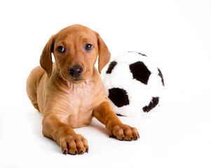 German Pinscher puppy