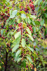 Twig of Prunus Serotina or wild cherry