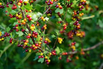 Summer green nature background with ripe berry